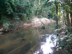 Considerable riparian shading present in the Wet Tropics freshwater biogeographic province Photo by Water Planning Ecology Group, DSITIA