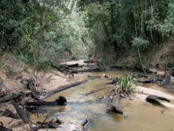 Large woody debris is common in the Wet Tropics freshwater biogeographic province Photo by Water Planning Ecology Group, DSITIA