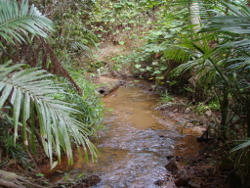 Palms shrubs and grasses are present in the riparian zones of the Wet Tropics freshwater biogeographic province Photo by Water Planning Ecology Group, DSITIA