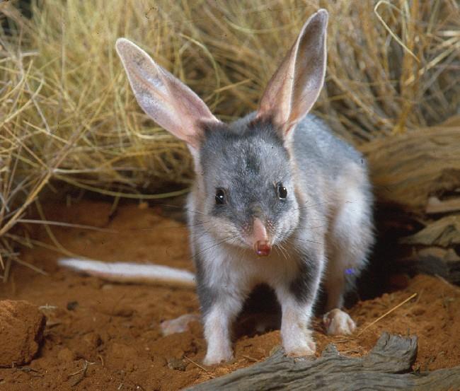 <i>Macrotis lagotis</i> (greater bilby) - Photo by Queensland Government