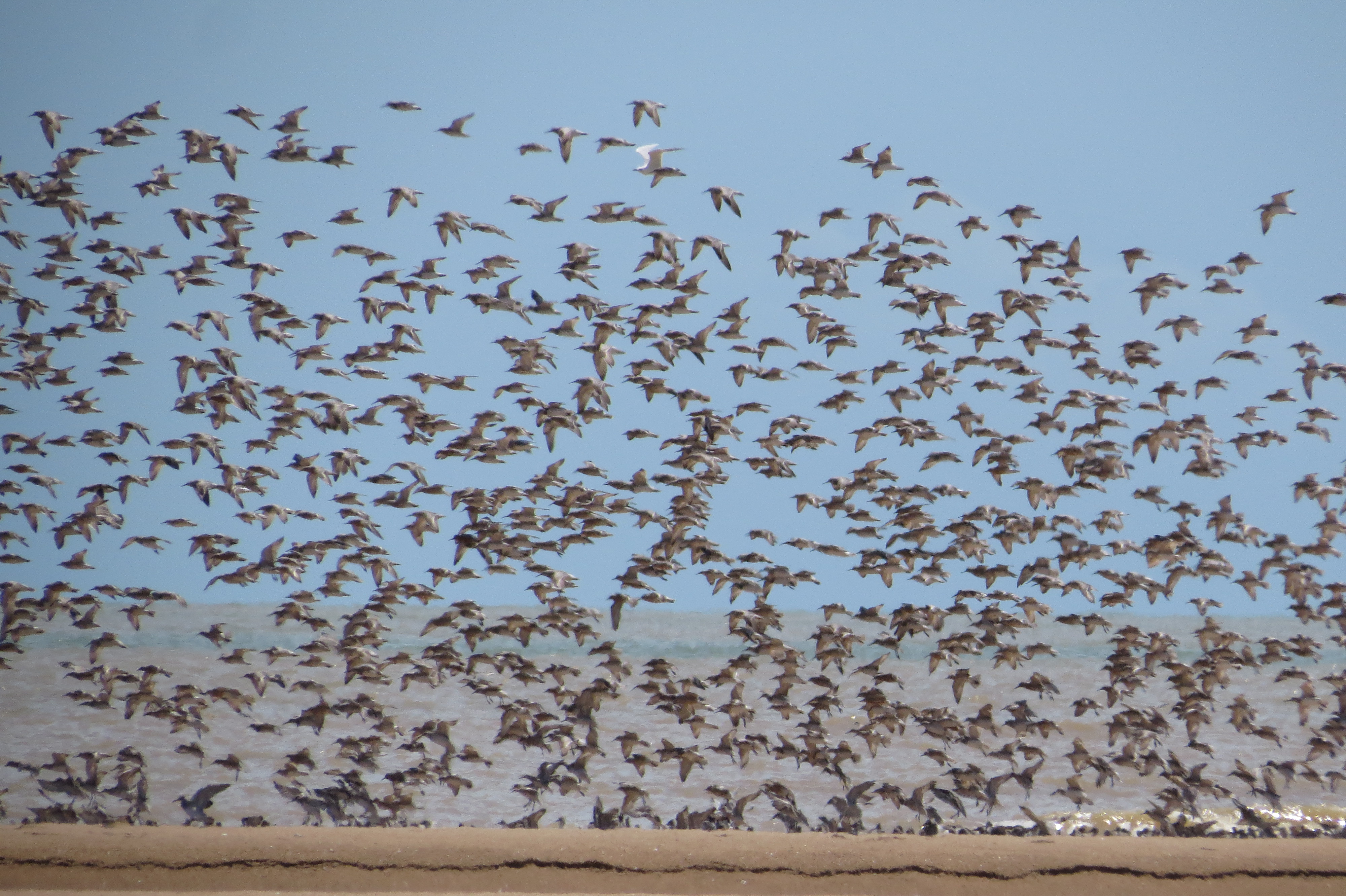 Flock of red knots and great knots landing Photo by Roger Jaensch and Carpentaria Land Council Aboriginal Corporation