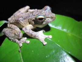 Frog on K'gari, Photo by Lana Haydon