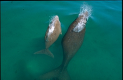 Dugong and calf, Photo by DESI