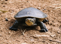 Freshwater turtle,  Photo by Angela Reid