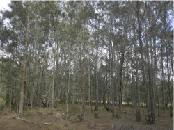 Casuarina glauca open-woodland, Photo by Queensland Herbarium