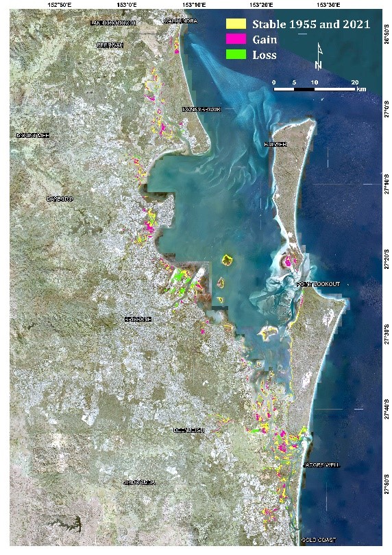 Change in extent between 1955 and 2021 of <em>Avicennia marina</em> subsp. <em>australasica</em> closed-forest, open-forest, woodland, low open-forest, low woodland, low open-woodland (1B(i)) Moreton Bay. Map by Queensland Government