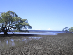 Mangroves in Moreton Bay Photo by Queensland Herbarium