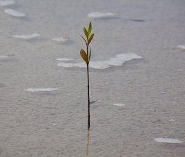 Young mangrove, Photo by DESI
