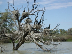 Riparian vegetation provides habitat Photo by Queensland Government