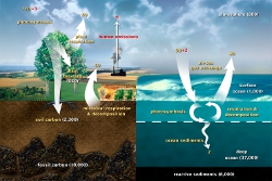 Carbon cycle, diagram by NASA Earth Observatory