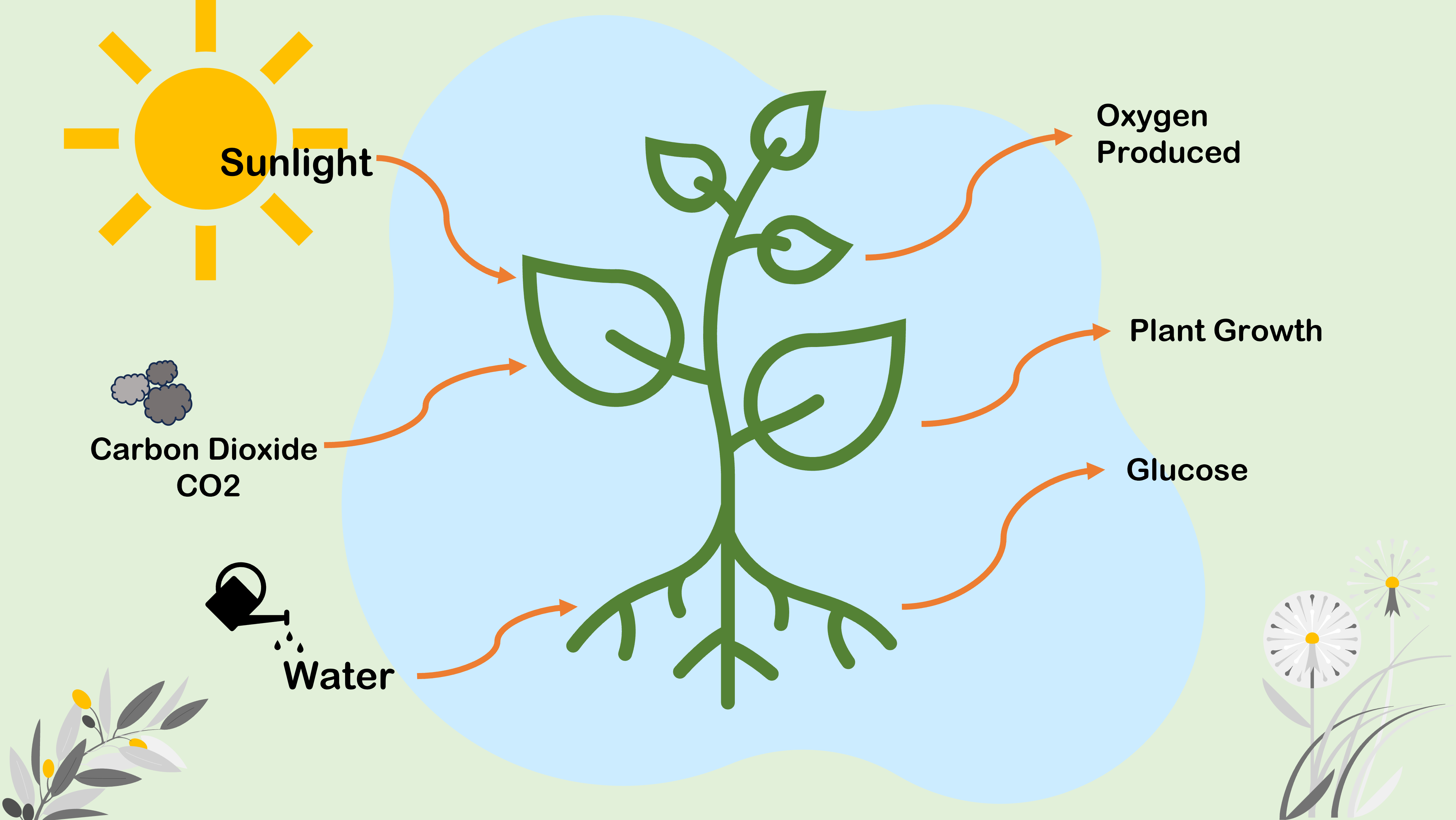 Figure 1 - The process of photosynthesis