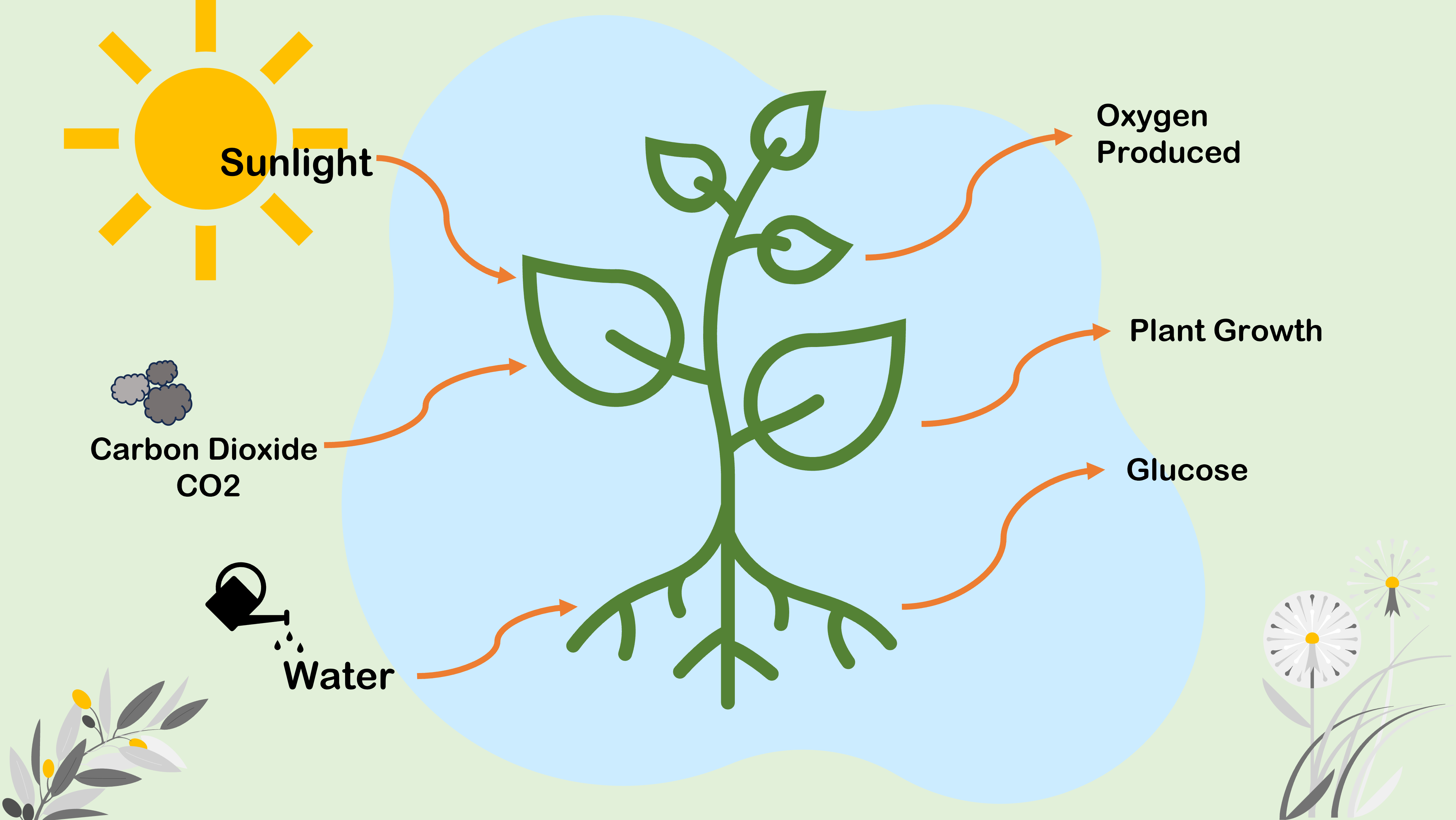 Photosynthesis (Department of Environment, Science and Innovation)