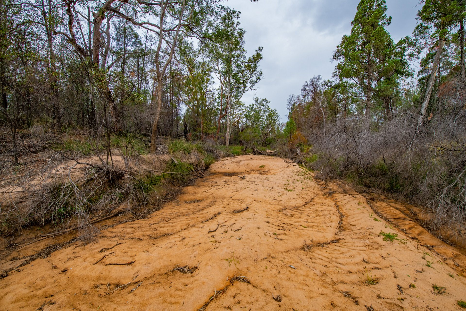 An ephemeral creek bed near Kogan, Photo by Gary Cranitch © Queensland Museum