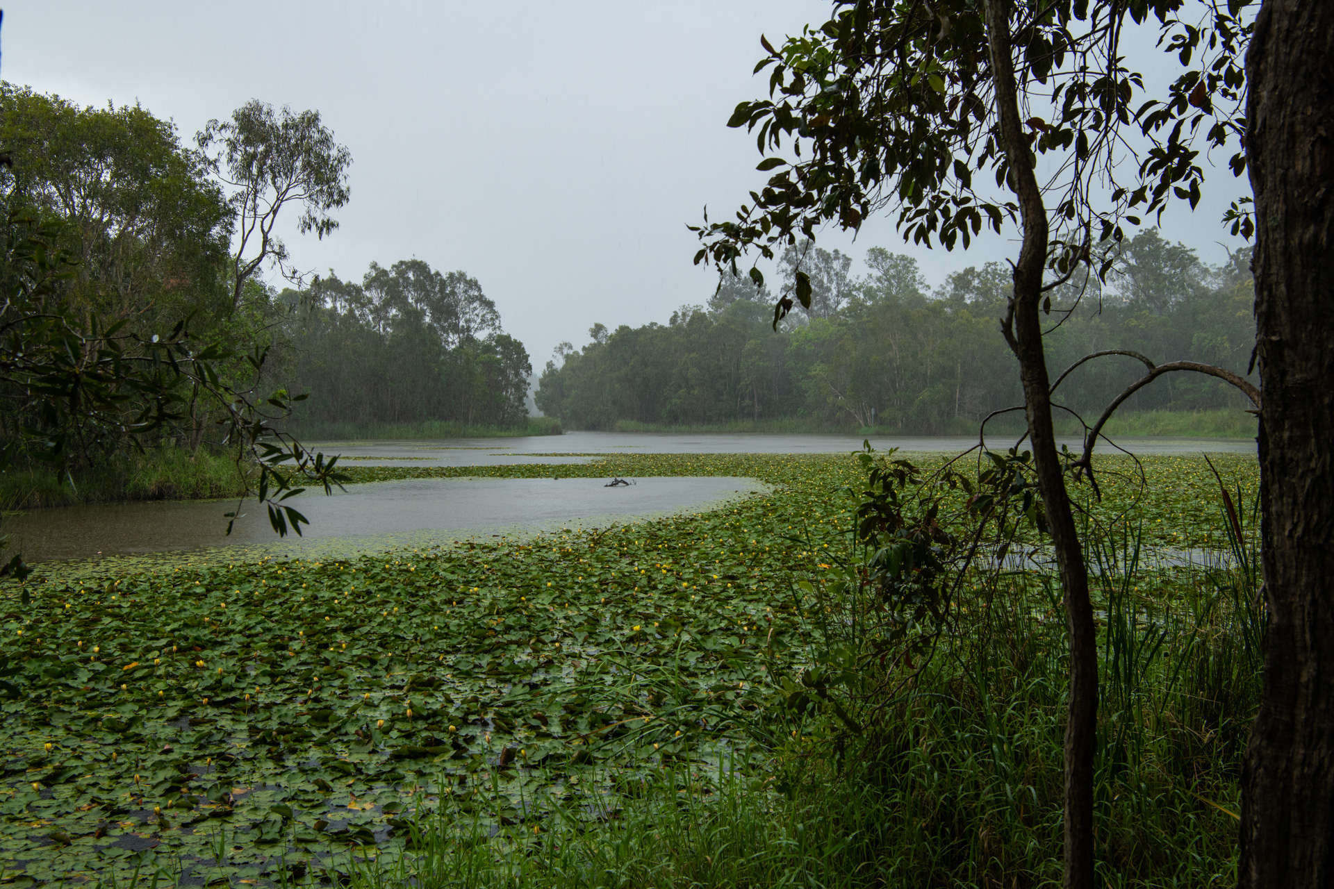 Berrinba Wetlands. Photo by Gary Cranitch © Queensland Museum