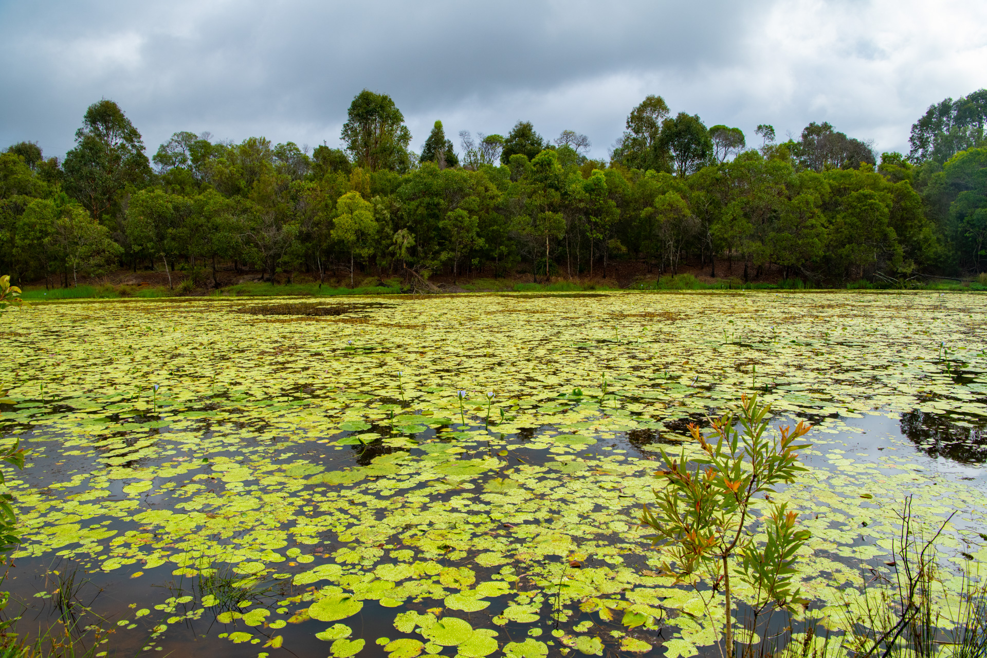Waterlilies and other macrophytes at Berrinba Wetlands. Photo by Gary Cranitch © Queensland Museum