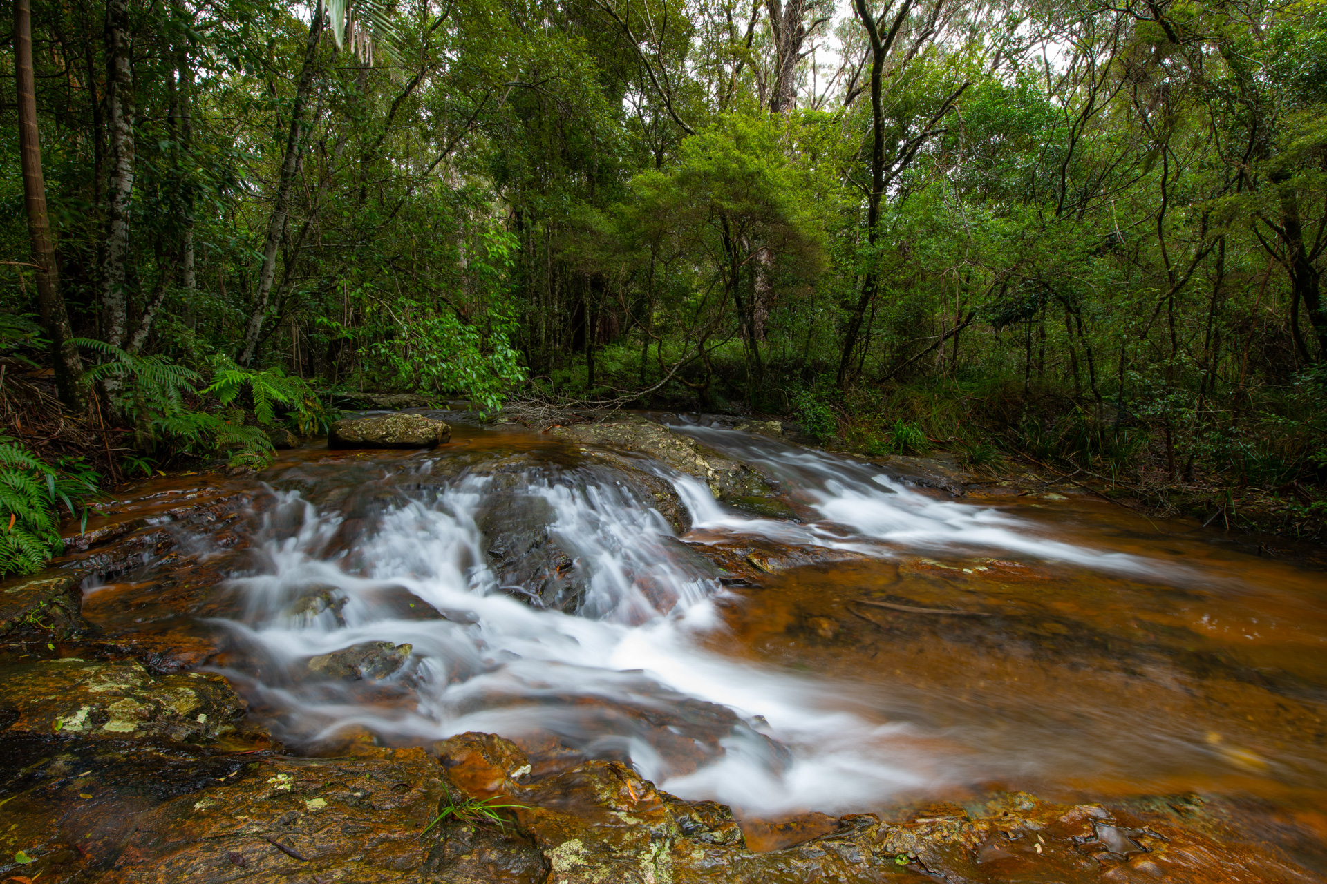 Rush Creek, Springbrook National Park. Photo by Gary Cranitch © Queensland Museum