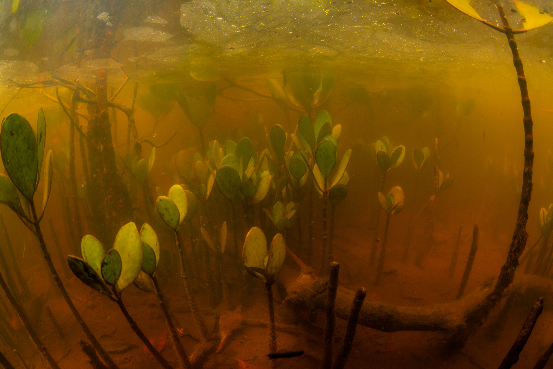 Underwater view of Grey mangrove seedlings and pneumataphores submerged at high tide. Photo by Gary Cranitch © Queensland Museum