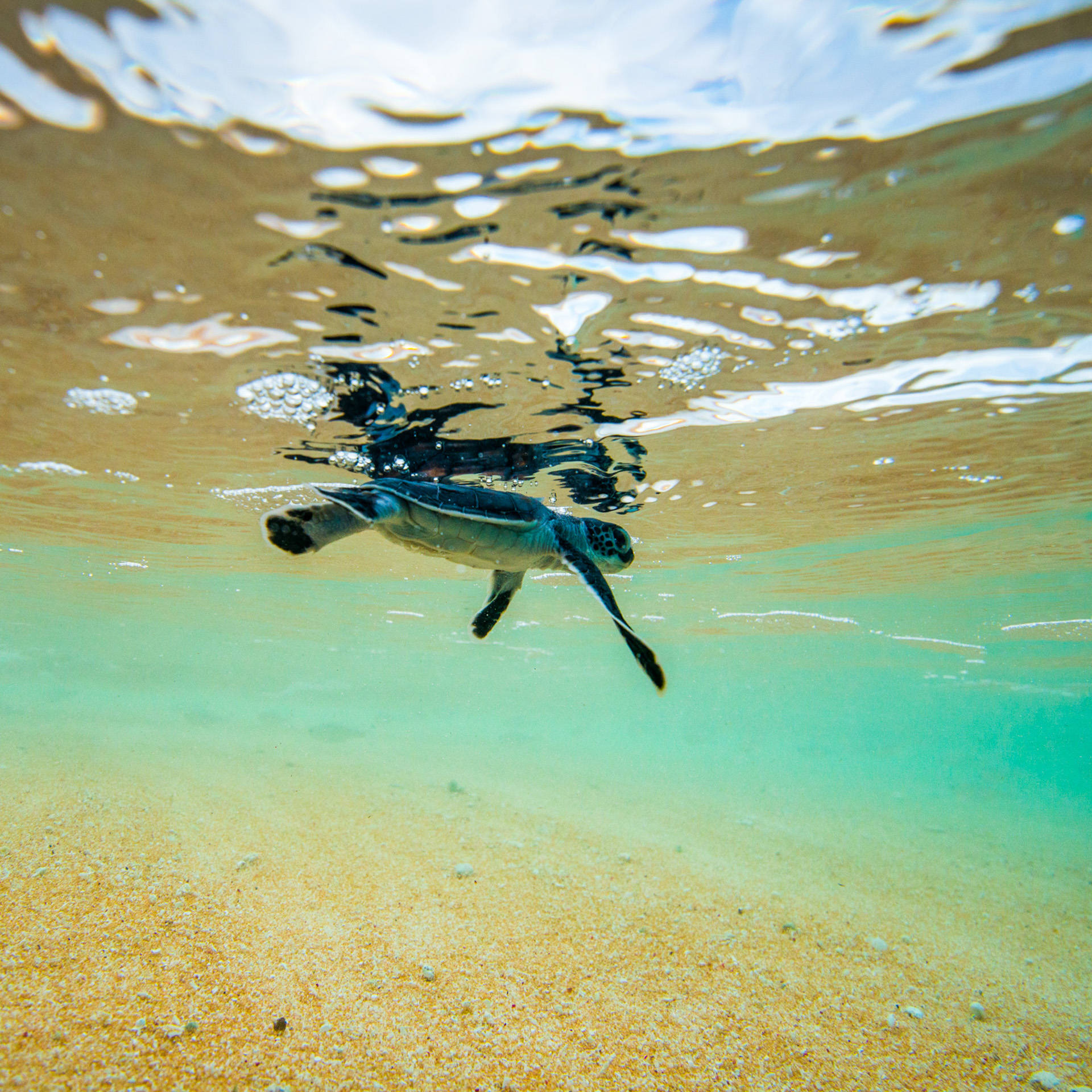 Turtles move long distances. Photo by Gary Cranitch © Queensland Museum
