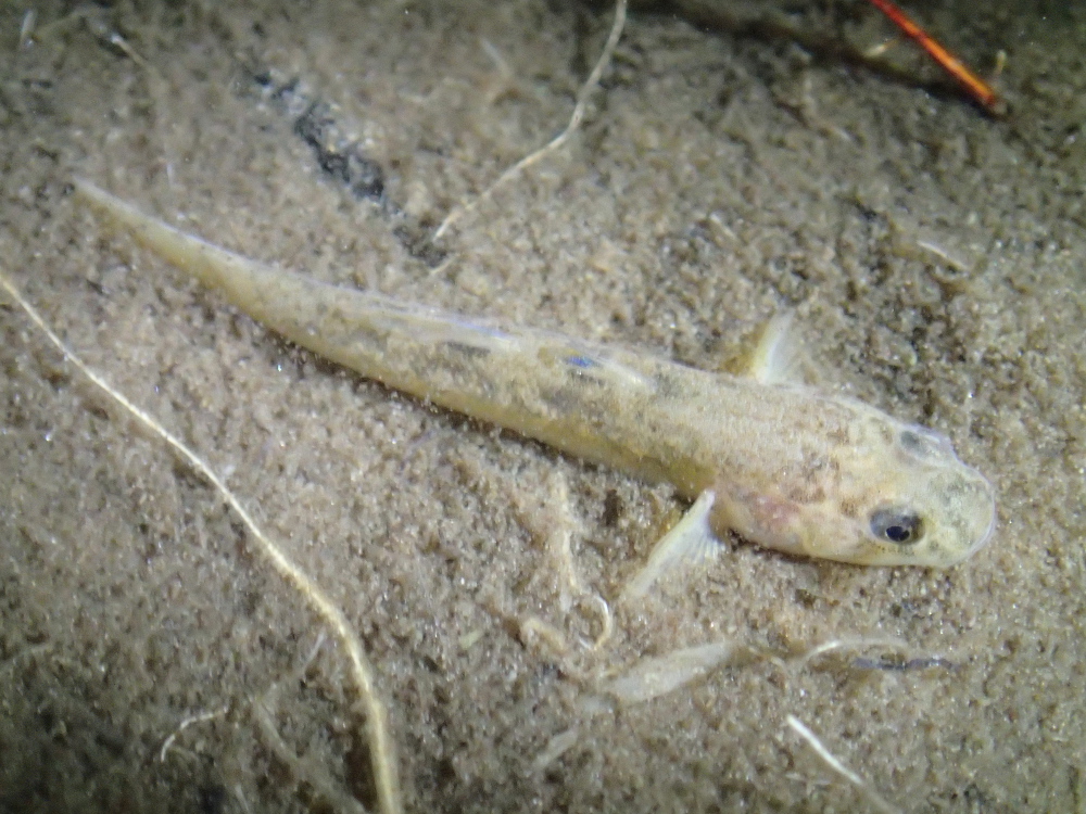 Edgbaston Goby (Chlamydogobius squamigenus) in the Pelican Springs complex - Photo by Water Planning Ecology, QLD Government