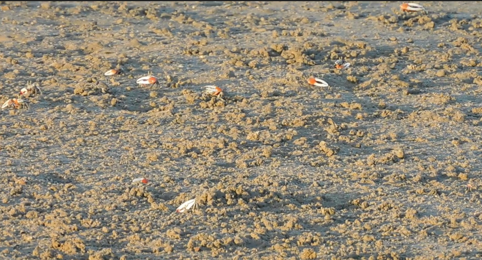 Fiddler crabs aggregation in the sand, Photo by Maria Zann