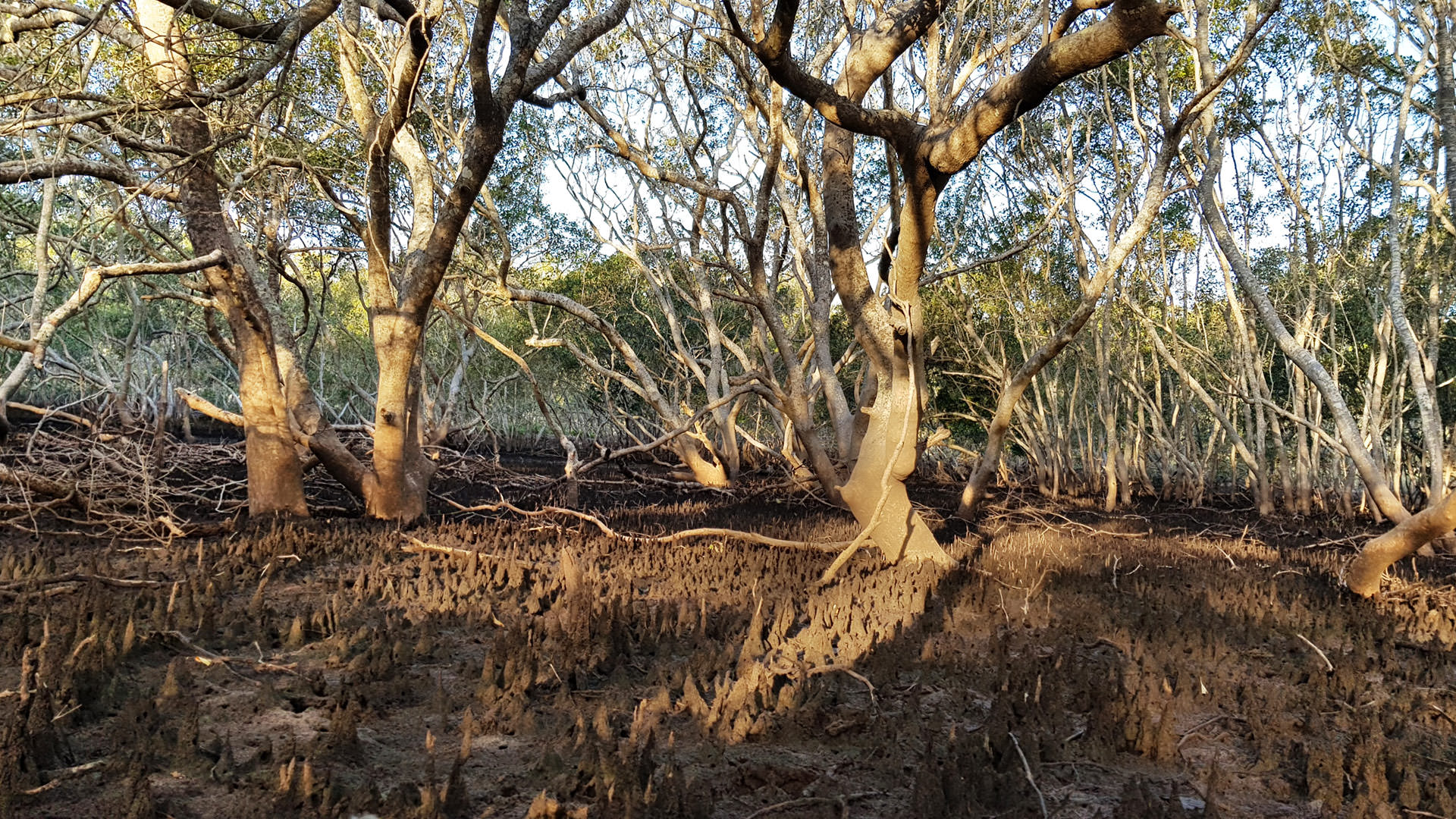Grey mangrove shoots (<em>Avicennia marina</em>) Photo by Fernanda Adame