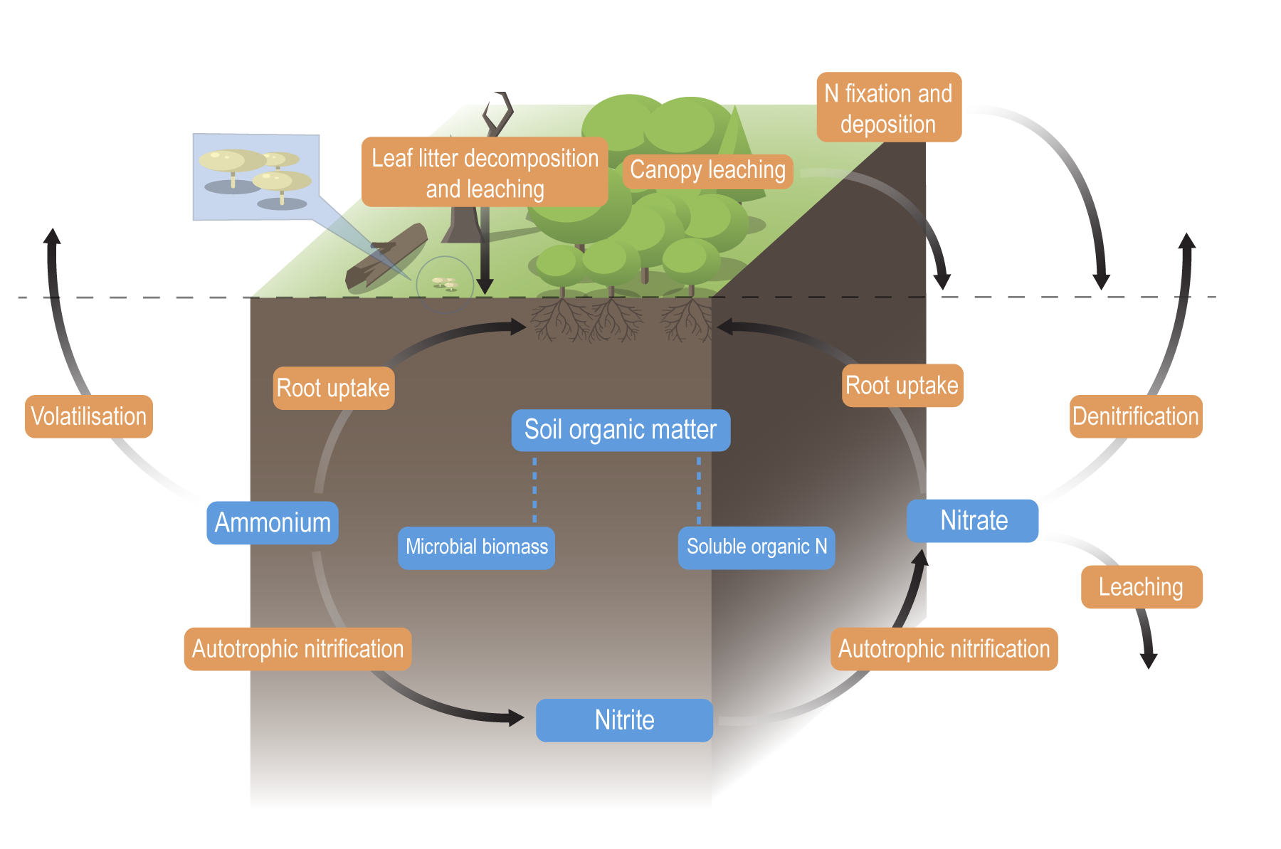 Detailed diagram of nitrogen processes occuring in soil. Image by Queensland Government
