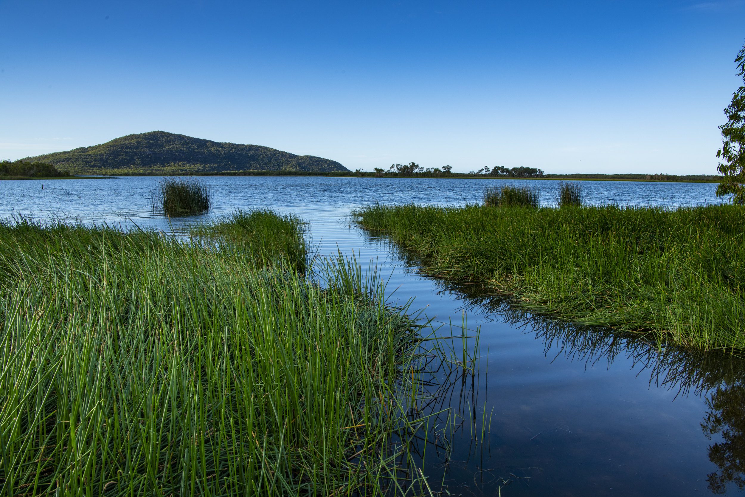 Palustrine wetland Photo by Gary Cranitch © Queensland Museum