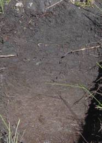 Wetland soil derived from sands. The dark, fibrous surface layer shows clear accumulation of organic matter., Photo by DESI
