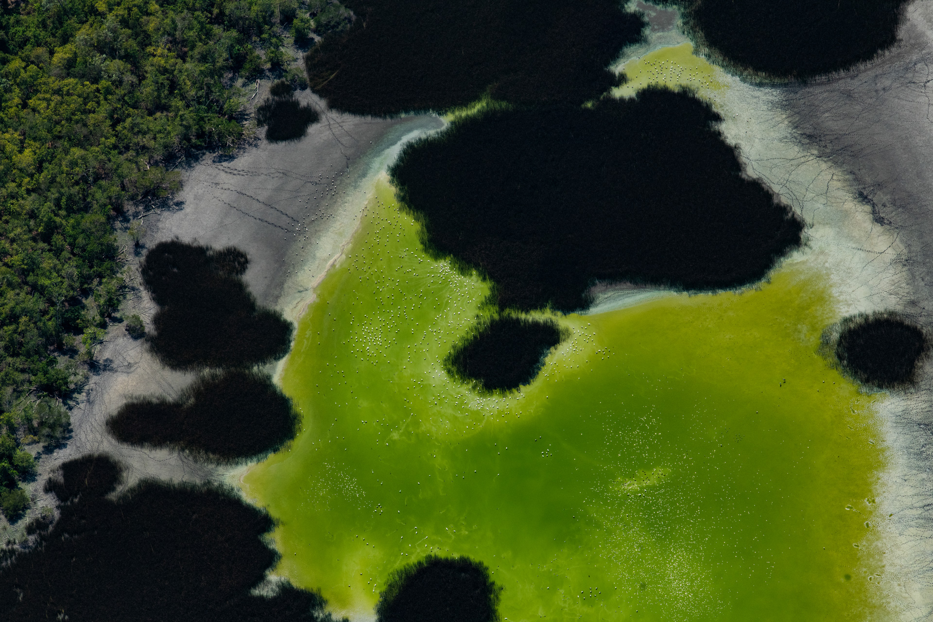 Green algae on Kirke River, Aurukun. Photo by Gary Cranitch © Queensland Museum
