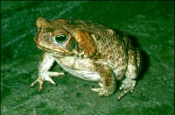 Cane toad, Photo by DESI