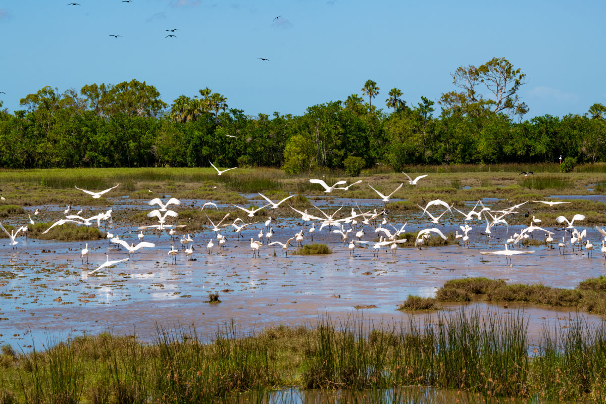 Bird flock over wetland, Photo by Gary Cranitch </br> © Queensland Museum