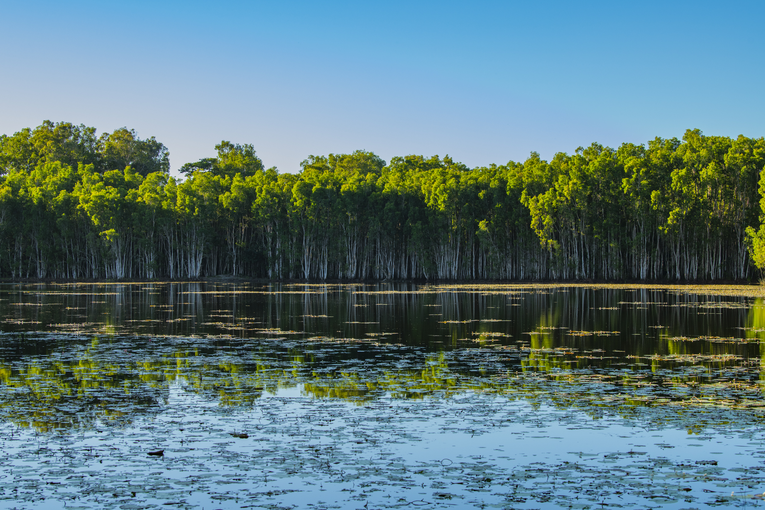 Melaleuca and open water Photo by Gary Cranitch © Queensland Museum