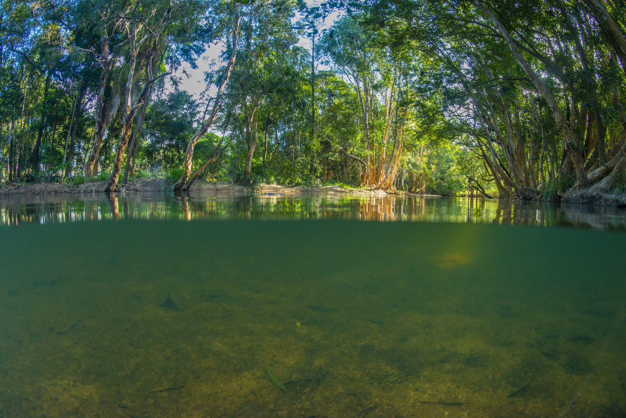 Partial underwater image of wetland, Photo by Gary Cranitch © Queensland Museum