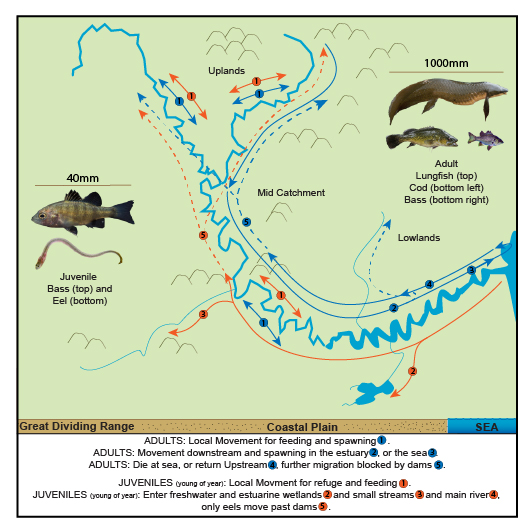Conceptual model of fish movement in Australian tropical coastal streams, highlighting the return of small and juvenile fish through the tidal interface. Source: Tim Marsden.