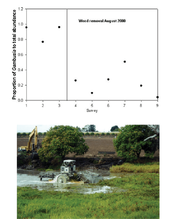 Exotic invasive aquatic species often proliferate in degraded habitat conditions. Control of  aquatic weeds been found to reduce the abundance of exotic pest fish species. The figure shows comparison of proportion of <em>Plague Minnow Gambusia holbrooki</em> to  total abundance before and after weed mat removal at Payard's lagoon  in SheepStation Creek. Data  shown are the mean abundance estimates from nine push net samples from each of  nine surveys. Image by Perna, 2009