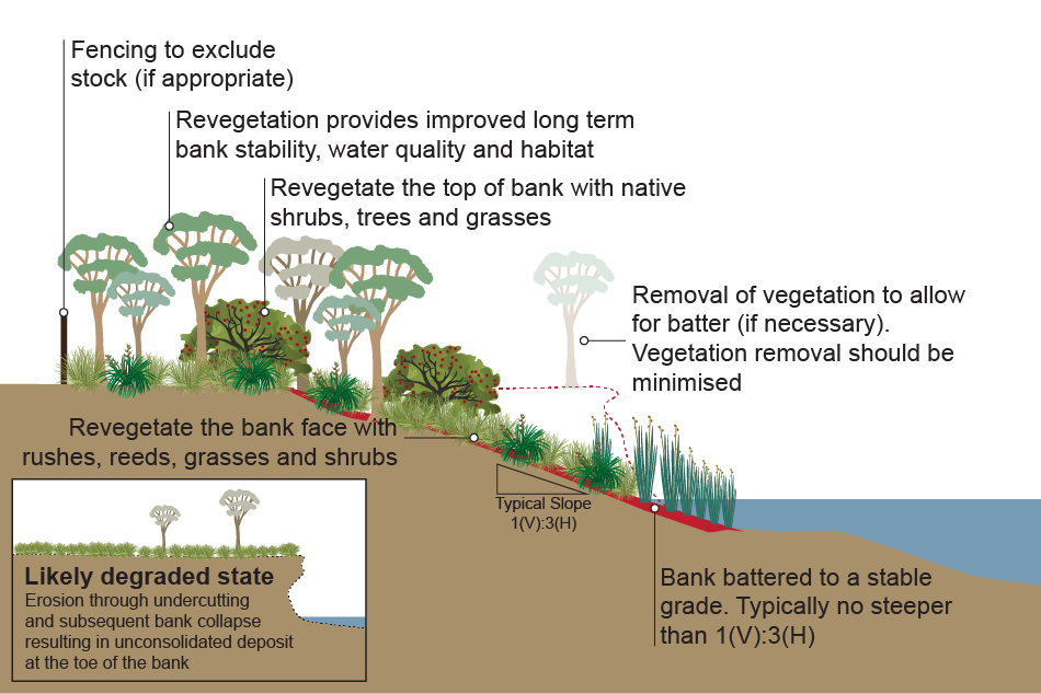 Bank cross-section showing battered bank for revegetation. Image by Queensland Government