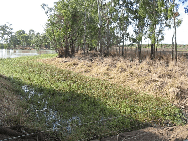 Use of seasonal grazing to reduce fire fuel load and dry season fire risk in riparian zone. Sheepstation Creek near Ayr, Burdekin River Basin North Queensland. Photo by J. Tait