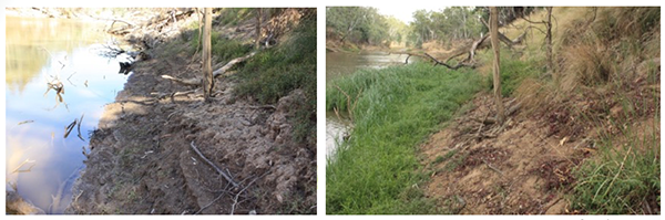 Monitoring point photos showing natural recruitment and self-repair in a watercourse. Photo by G. Vietz