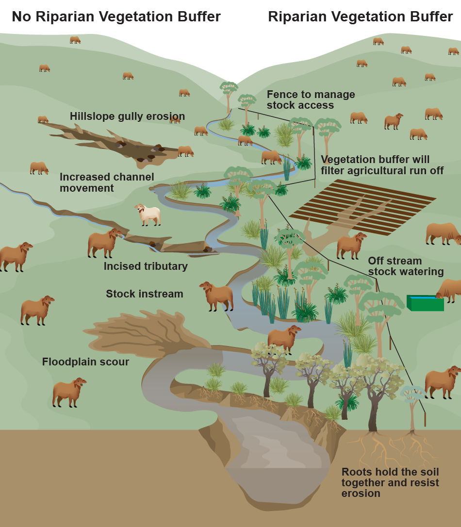 Conceptual diagram showing the difference between grazing to the edge of a creek and farming with an adequate riparian buffer, including fencing to exclude stock from the riparian zone. Image by Queensland Government