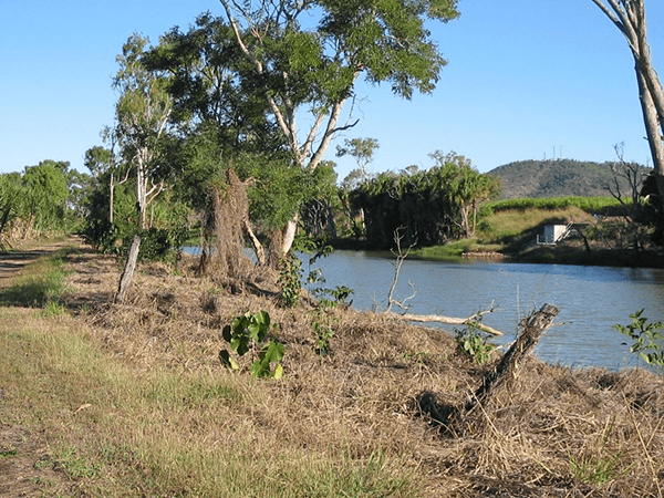 Weed control is an essential supporting action for riparian revegetation. Use of herbicide to control competing grass and vines at this revegetation site at Sheepstation Creek near Ayr, Burdekin River Basin North Queensland reduces the maintenance needs and dry season fire risk for planted tubestock. Photo by J. Tait