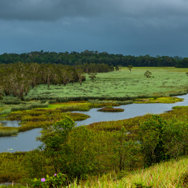 Eubanangee Swamp, Photo by Gary Cranitch © QLD Museum