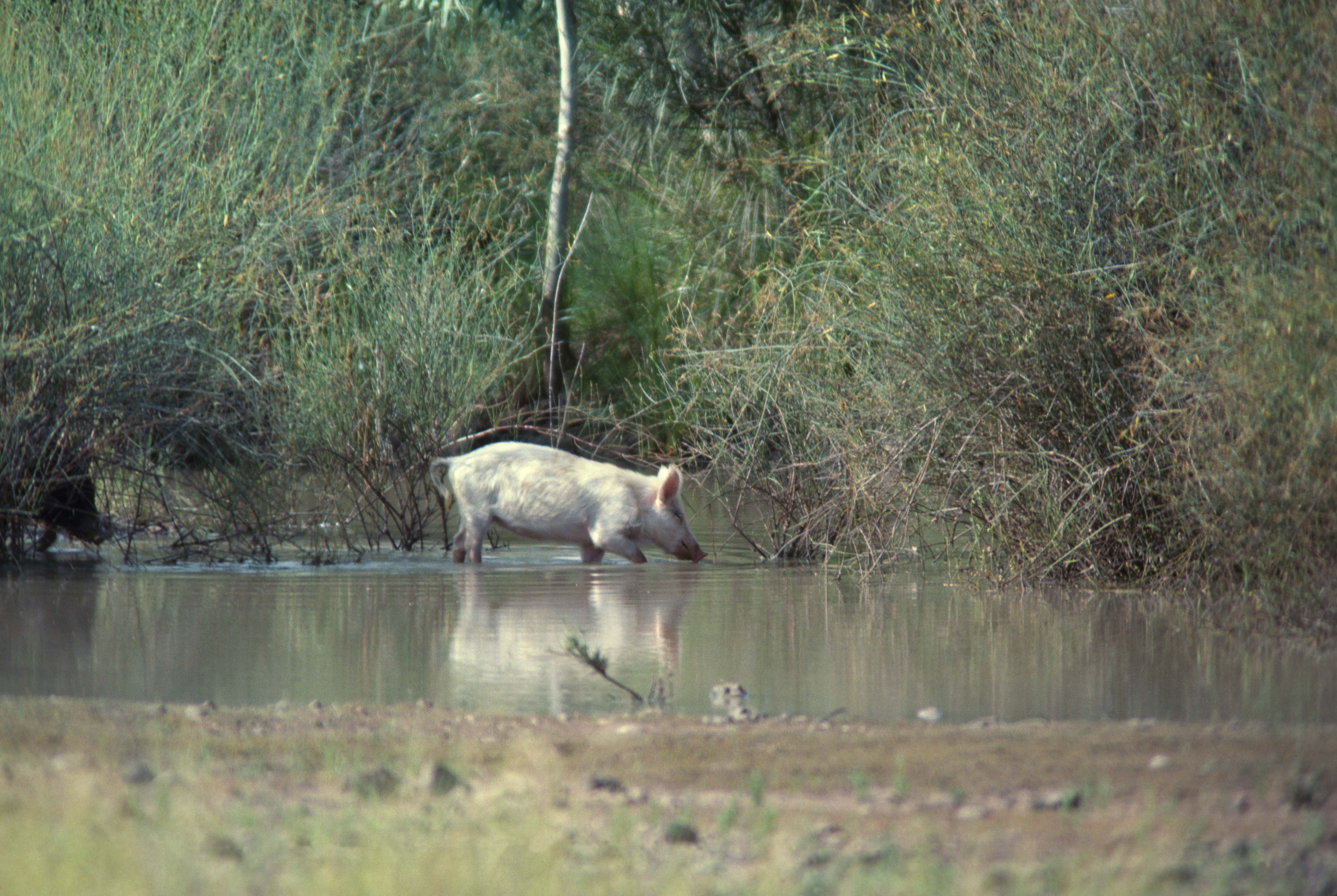 Feral pig traveling through a waterbody. Photo by Department of Environment and Resource Management - Queensland Government