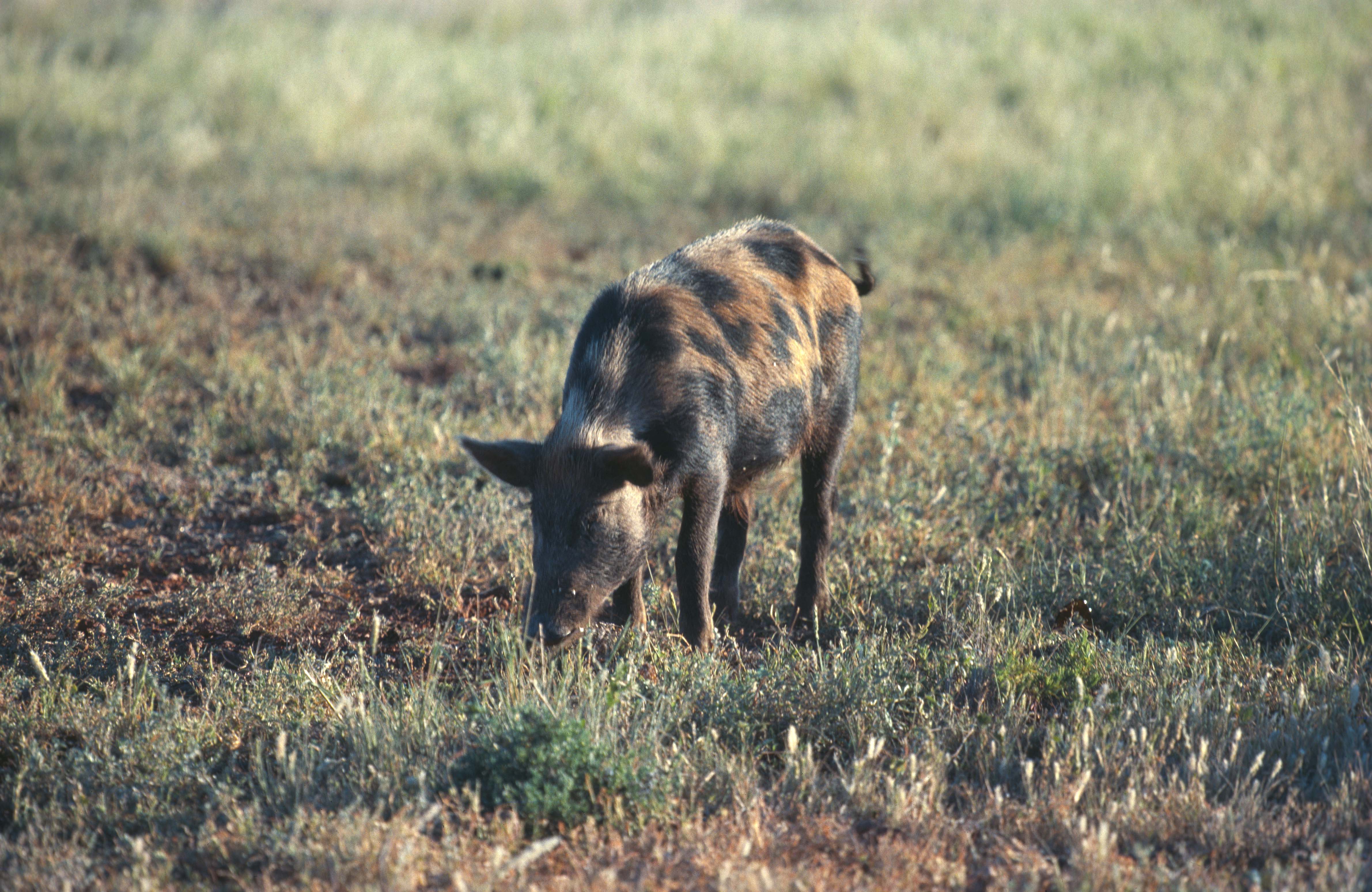 Juvenile feral pig. Photo by Department of Environment and Resource Management - Queensland Government