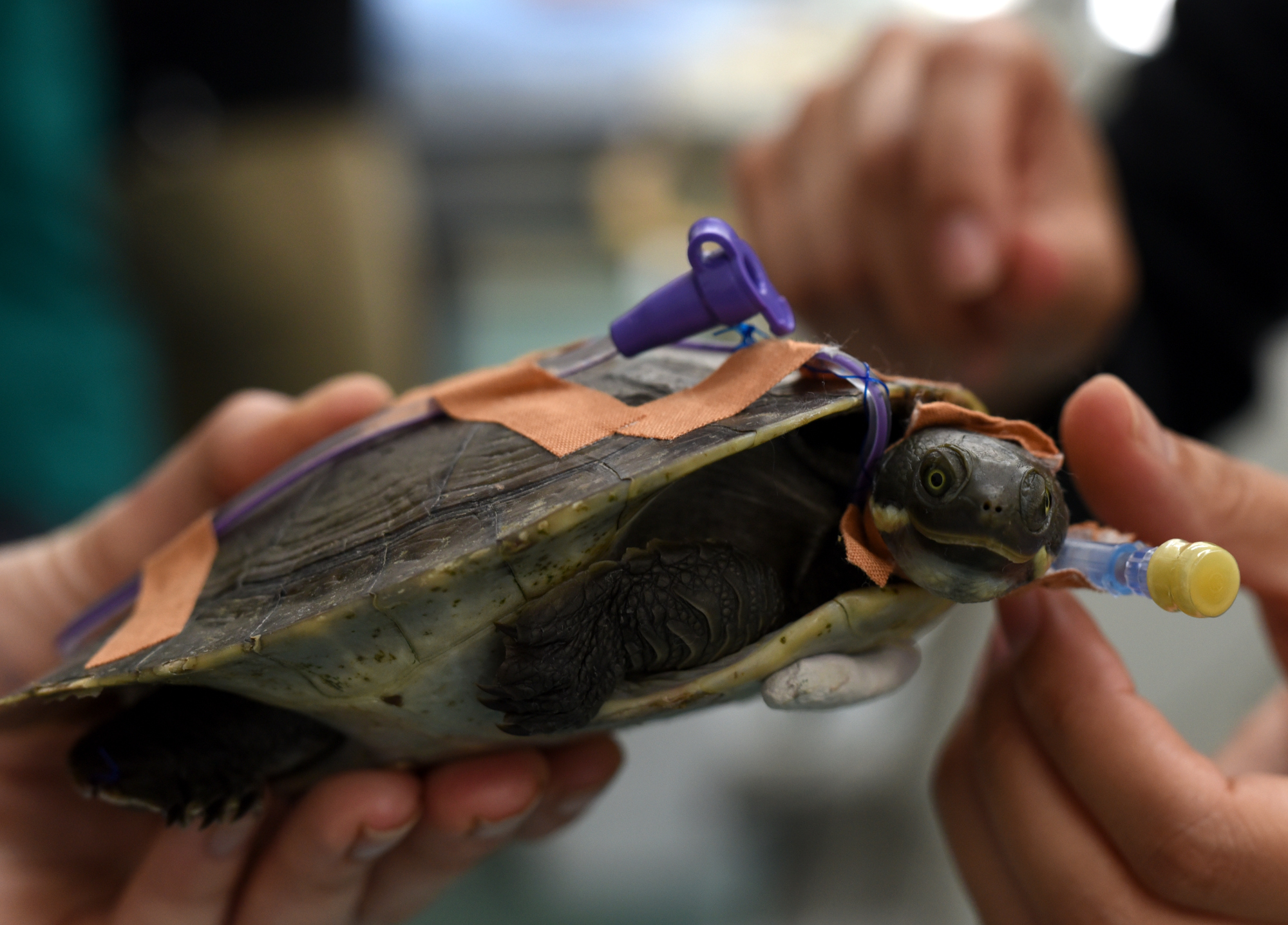Turtle recovering after fishing gear injury Photo by Currumbin Wildlife Hospital