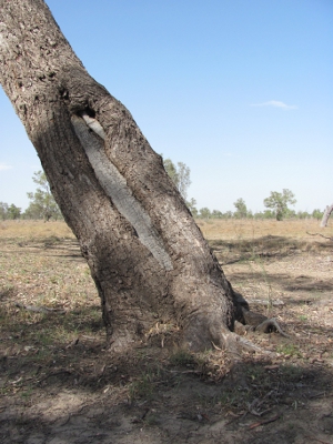Scar tree, Photo by DES