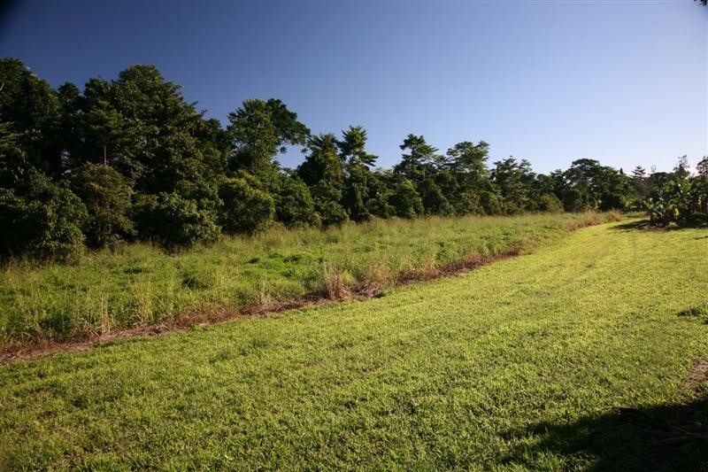 Figure 2 Buffer with a combination of grass adjacent to the banana production area and riparian/forested buffer adjoining the river. Photo by Peter Breen
