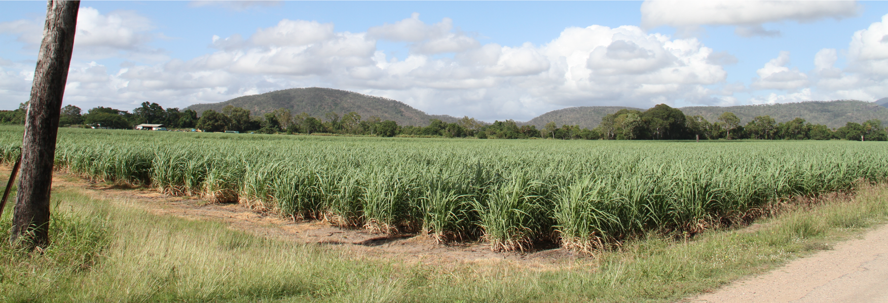 Burdekin cane farm. Source: Queensland Government