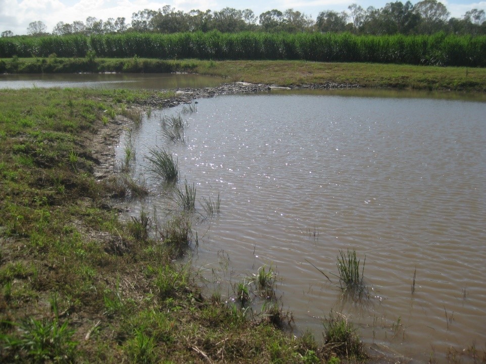Newly constructed treatment wetland on a cane farm. Photo by Queensland Government