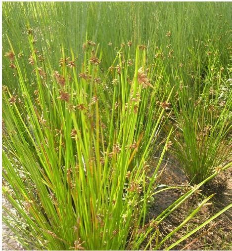Macrophytes with dense stems such as <i>Schoenoplectus mucronatus</i> pictured, are an essential component of treatment wetlands. Photo by Queensland Government