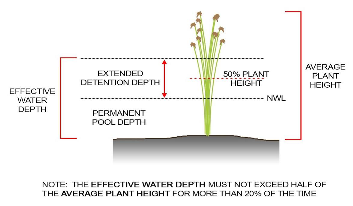 Figure 7 The effective water depth (depth of permanent pool/normal water level plus the extended detention depth) must not exceed half the plant height for more than 20% of the time. Image by Melbourne Water
